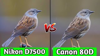 Nikon D7500 VS Canon EOS 80D DSLR Camera ComparisonNikon D7500 ReviewCanon EOS 80D review [upl. by Enivid845]