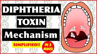 Diphtheria Toxin Mechanism of Action [upl. by Naquin825]