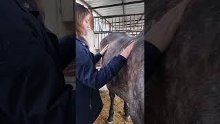 Horse Care Project in Morocco  ostéopathe shiatsu amp saddle fitter  jour 1 [upl. by Lesde]