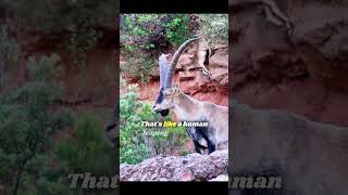 Goats Natures Fearless Cliff Climbers goat goats wildlife animalshorts animallover shorts [upl. by Isabelita]