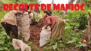 Recolte du manioc et échanges avec mr Nembot dans sa plantation à Nkilzok [upl. by Dillie]