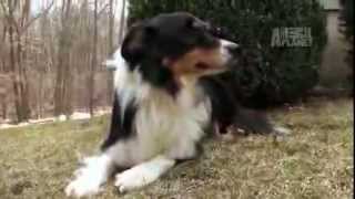 Dogs 101  Border Collie [upl. by Anoyek]