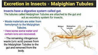 Excretion in Insects  Malpighian Tubules [upl. by Ahsratan]