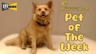 Meet Matilda The Dubois County Humane Society Pet of The Week [upl. by Nylarad463]