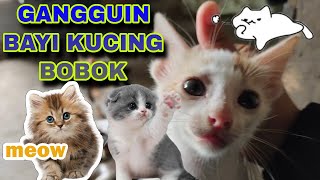 GANGGUIN BAYI KUCING YANG SEDANG TIDUR amofficialprojects [upl. by Narra]