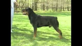 Big dog quotBlondiequot the 195 lb Rottweiler [upl. by Ilse]