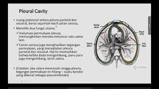 cavitas thoracicae [upl. by Eresed]