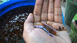 Fertilizer Making Bacteria Em1 Effective Microorganisms  Organic Fertilizer for Vegetable Plants [upl. by Georgeanne]