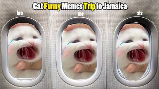 Cat Funny Memes Trip to Jamaica [upl. by Nohsid]