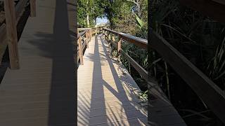 Exploring the salt marsh after Hurricane Heleneaftermath [upl. by Philis]