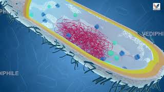 Bacterial Cell Structure and Functions  Microbiology lecture  Biology 3D Course  NEET 2021 [upl. by Nevear506]