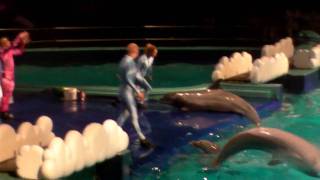 Dolfinarium Harderwijk De Droomwens complete show [upl. by Chalmers]