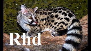 Genet Nature Documentary 2018 HD [upl. by Clayton]