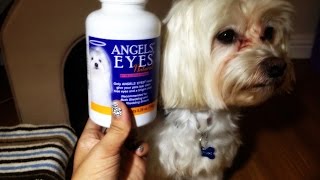 Dog Product Review  Angel Eyes Week 2 For Tear Staining [upl. by Beall]