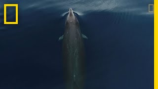 This is What Gervais Beaked Whales Look Like From Above  National Geographic [upl. by Anatnom227]