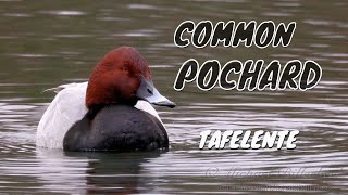 Common Pochard Aythya ferina ♂  Tafelente 3 [upl. by Karolyn254]