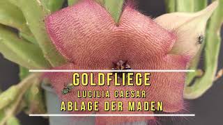 Stapelia grandiflora Aasblume mit Goldfliege  Stubenfliege [upl. by Faso]