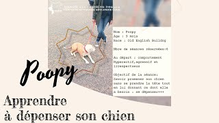 CoachingDog  Promener son chien sans se prendre la tête ✌ [upl. by Aicac]