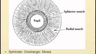 Autonomics and the pupil [upl. by Luelle]