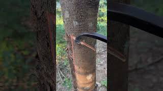 Weekend😃 rubberfarming satisfying rubbertapping rubber rubberwood rubbertreeplant rubbertree [upl. by Blainey]