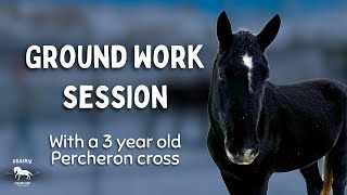 Ground Work Training Session with a Young Horse [upl. by Nim]