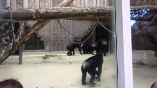 Chimp catches bird at Zoo [upl. by Ailegave]