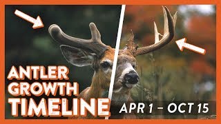 Whitetail Deer Antler Growth Timeline [upl. by Theodore]