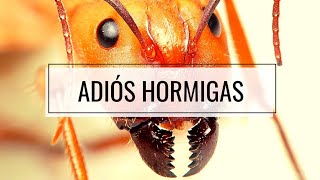 Di ADIÓS A Las HORMIGAS De Tu Huerto o Casa 🐜 Remedio CASERO y Sin Tóxicos SOLUCION DEFINITIVA [upl. by Elkcim]