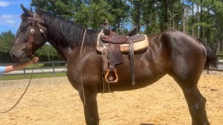 Percheron mare riding [upl. by Atiuqin]