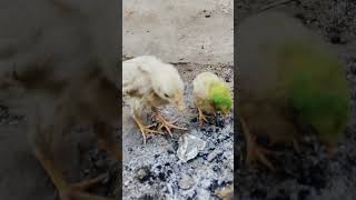 Baby Chicks Hens chicks murgi birds birdlovers bird birdsounds birdwatching birdspecies [upl. by Eaner]