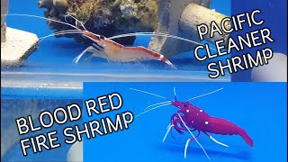 Blood red fire shrimp Fire shrimp and Cleaner shrimp Cleaner shrimp care Red Sea Aquarium Jeddah [upl. by Ailet]