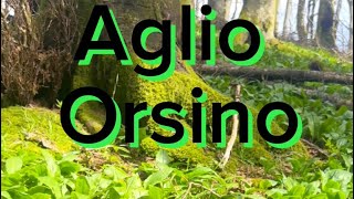 aglio Orsino [upl. by Elohcan]