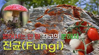 없어서는 안 될 최고의 분해자 진균  진균Fungi [upl. by Chantal]