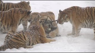 Chubby Siberian Tigers Hunt Electronic Bird of Prey [upl. by Tallie273]