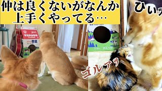 【犬猫アテレコ】こんにちはコーギーのハルです。 [upl. by Rayner]