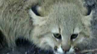 Pampas Cat 9 months Born in MBopicuá [upl. by Cloris]