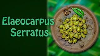 Elaeocarpus Serratus  CeylonFood Recipe [upl. by Porush]