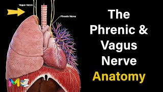 THE PHRENIC amp VAGUS NERVE ANATOMY [upl. by Wack]