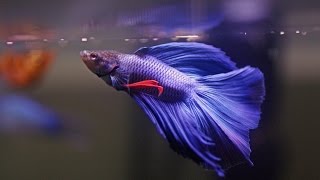 HOW TO Care for Betta Fish [upl. by Xino]