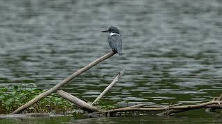 Belted Kingfisher Rattling [upl. by Airpac320]