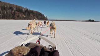 Dog Sledding  Mushing in Fairbanks Alaska [upl. by Ailecnarf]