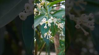 Cestrum Diurnum Flowers Din ka Rana [upl. by Ynamrej]