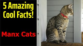 5 Fascinating Facts About Manx Cats [upl. by Anaxor265]