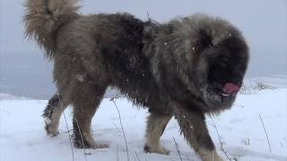 BEST ORIGINAL CAUCASIAN SHEPHERD OVCHARKA DOG [upl. by Laurel]