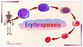 Erythropoiesis [upl. by Milburn]