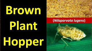 Brown plant hopper Nilaparvata lugens Rice Pest [upl. by Adnola]