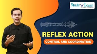 Reflex Action Mechanism  Reflex Arc  Neural Control and Coordination  Biology  NCERT [upl. by Larret]