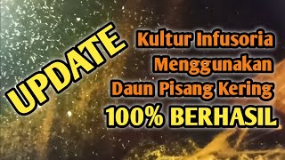 Update Kultur infusoria menggunakan daun pisang kering Berhasil 100 [upl. by Patti301]