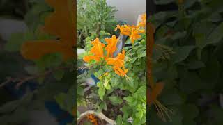 🌱Beautiful Tecoma Capensis Flowers in my garden 🌼homegarding 🏡🧑‍🌾🥰ytshots viralshorts [upl. by Ahsiugal]