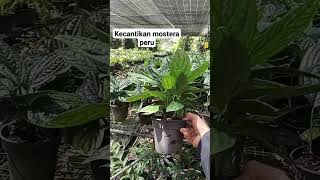 Kecantikan monstera Peru gardening shortsvideo greengarden93 monsteraperunurseri [upl. by Hayyifas]